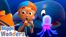 Ocean Sea Creatures!