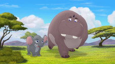 Suivez cet hippopotame !