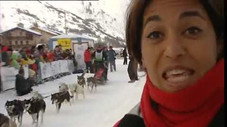 Les chiens de traîneau : marathoniens des neiges