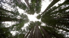 Les saisons en forêt
