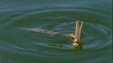 Les ailes du désir
