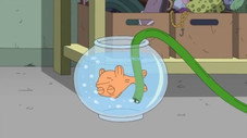 Da Flippity Flop