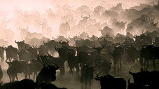 La grande migration des gnous