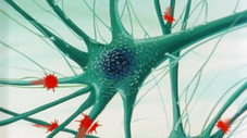 Les Neurones