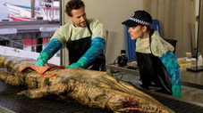 Le blues du crocodile