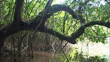Mystérieuse mangrove