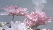 Millenium Flower Smiled at the Garbo