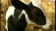 Sur le plancher des vaches