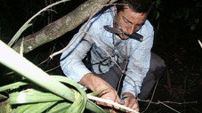 Les Everglades