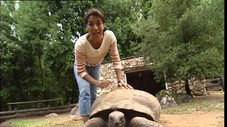 Les tortues : quand les carapaces passent