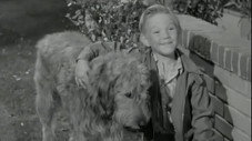 Un chien pour Harold