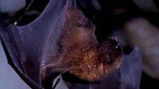 Les chauves-souris : le monde à l'envers !