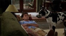 Separação do Cão