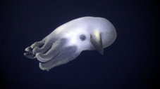 Les fonds marins