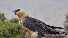 The Simien Mountains