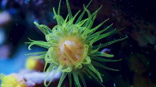 Coral Reef