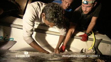 Pourquoi les requins attaquent ?