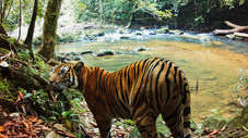 Tigres
