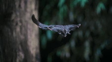 Les marsupiaux