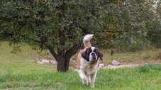 Patas & Ordem