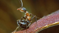 Les insectes