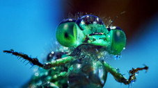 Extraterrestre