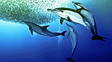 La course des sardines