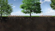 Biodiversité et écosystème