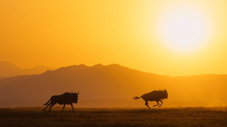 Les forces du soleil