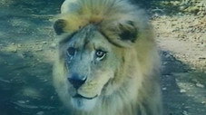 Serengeti Le Lionceau