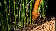 L'odyssée des plantes
