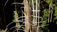 Pouvons-nous sauver les arbres ?
