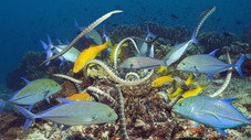 À la surface des mers
