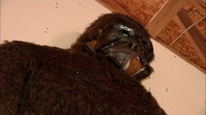 Sur les traces de Bigfoot
