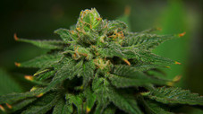 Marijuana