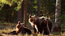 Forêts et marais