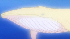 La baleine lumineuse est en danger