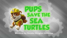 Les Bébés tortues de mer