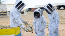 Les abeilles
