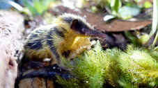 La jungle des lémuriens
