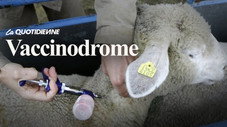 Vaccinodrome
