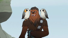 Porgs!