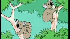 L'Australie - Les koalas