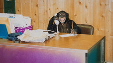 Un singe en furie