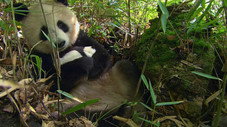 The Future: Saving Species