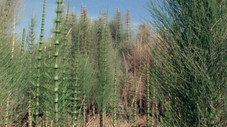 Les Premières Forêts