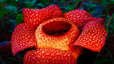 Forêts tropicales