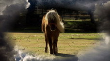 Li'l Sebastian