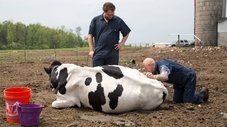A Vaca Fedorenta