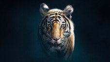 Les tigres